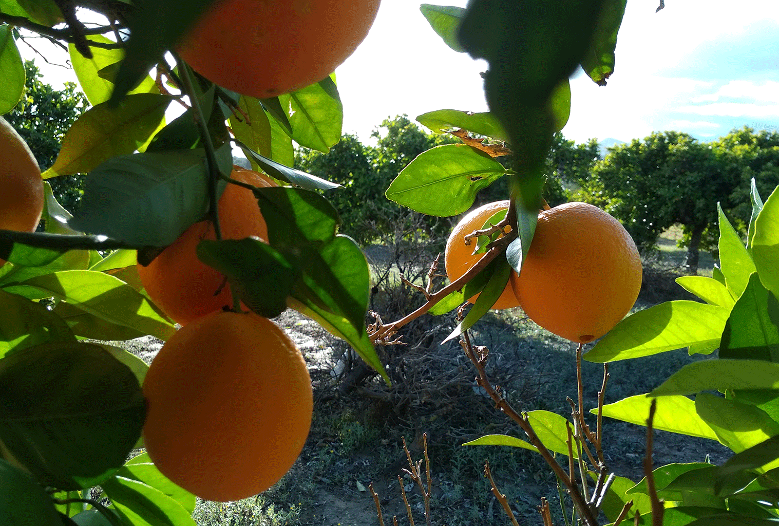 L'orange Navelina....