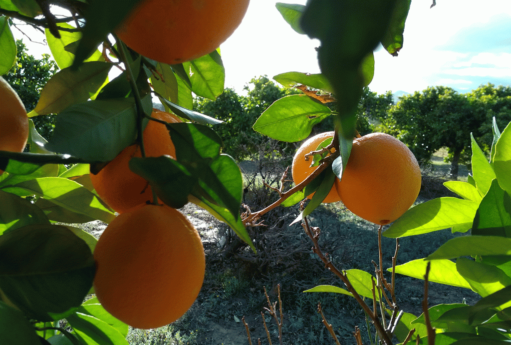 Récolte des oranges Navelina. Novembre 2019.