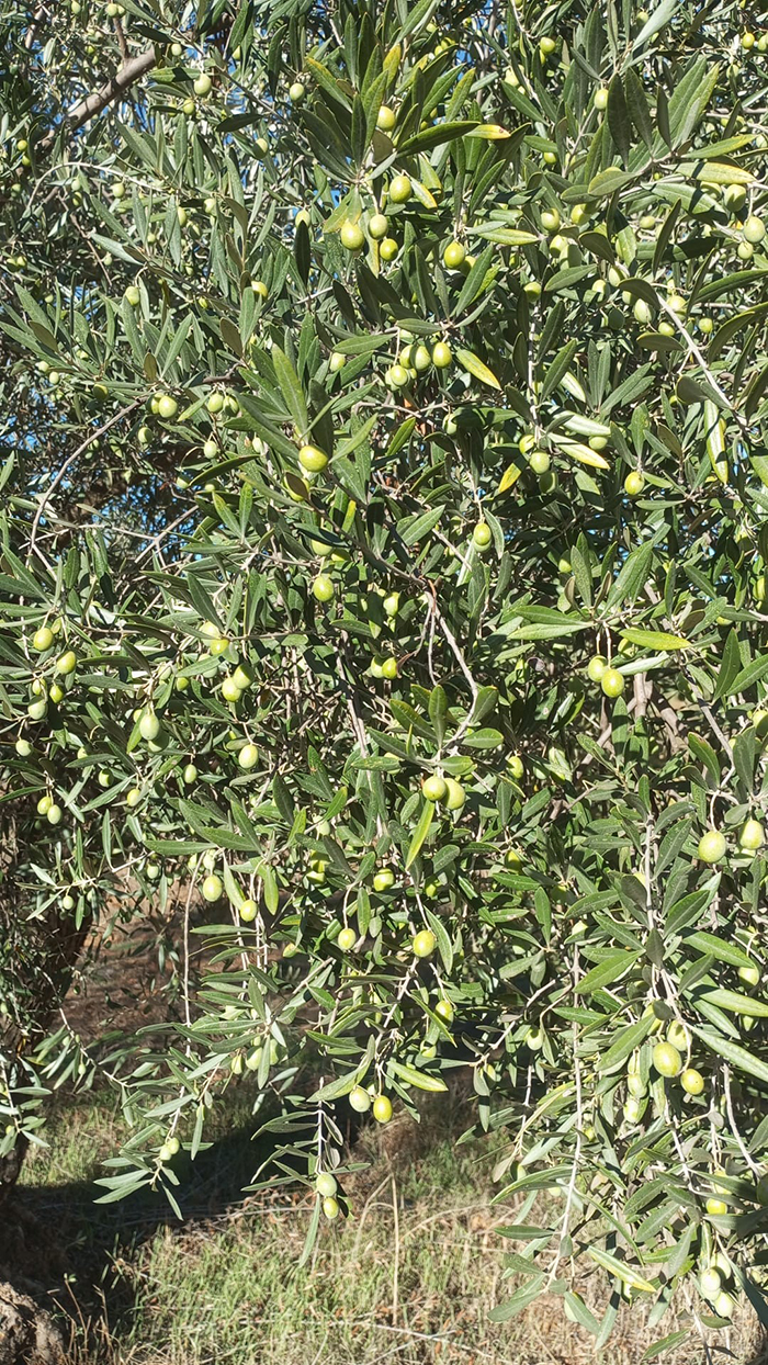 Olives vertes Lechin